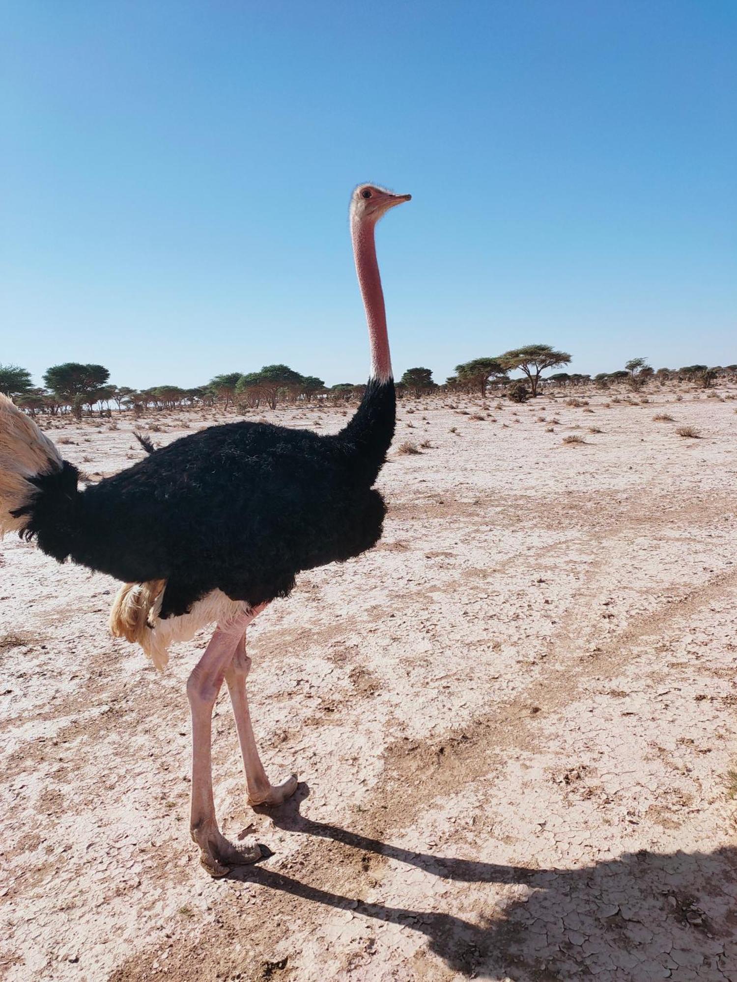La Maison-Berbere Mhamid エクステリア 写真