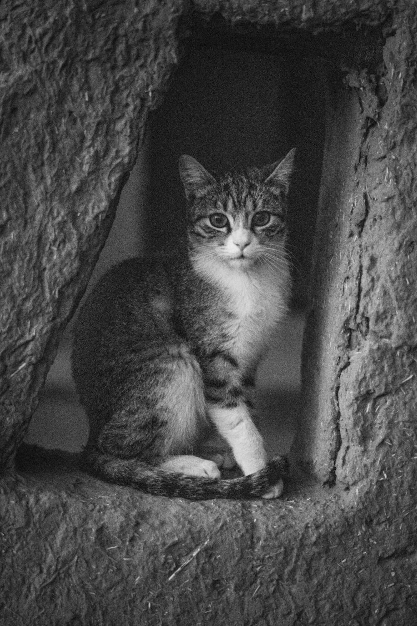 La Maison-Berbere Mhamid エクステリア 写真
